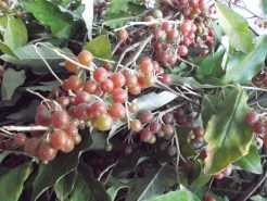 Los expertos han determinado la composición de las plantas comúnmente llamadas Oliva de otoño y Sabugueiro.