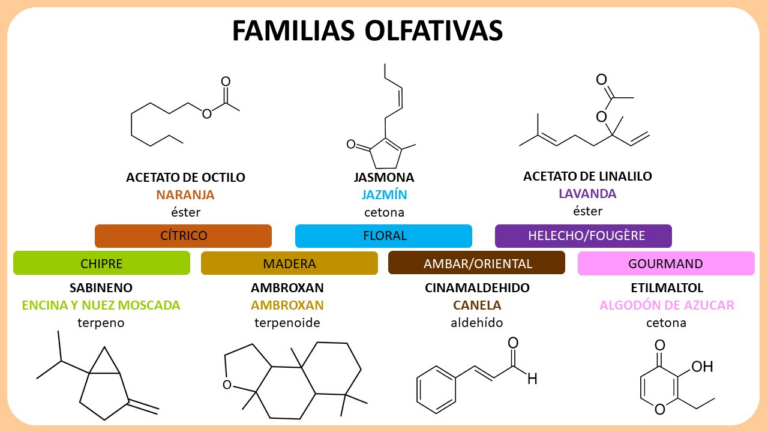 Ejemplos de las diferentes familias olfativas. Generalmente los aromas son una combinación de las distintas familias. Por ejemplo, el olor a manzana es frutal, se localiza entre cítrico y floral.