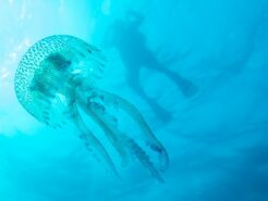 Pelagia noctiluca
