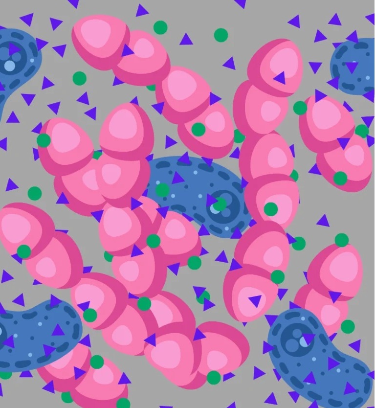 Representaci&oacute;n de un entorno donde dos bacterias liberan sus metabolitos para comunicarse (la bacteria azul liberando los tri&aacute;ngulos morados, y la bacteria rosa liberando los c&iacute;rculos verdes) / Fuente: AsBan